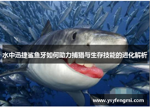 水中迅捷鲨鱼牙如何助力捕猎与生存技能的进化解析
